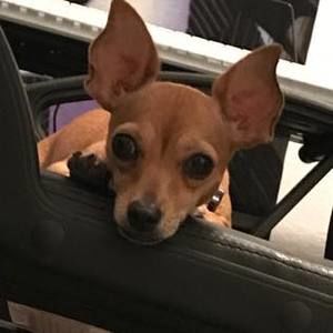 Meet your Posher, Leslie